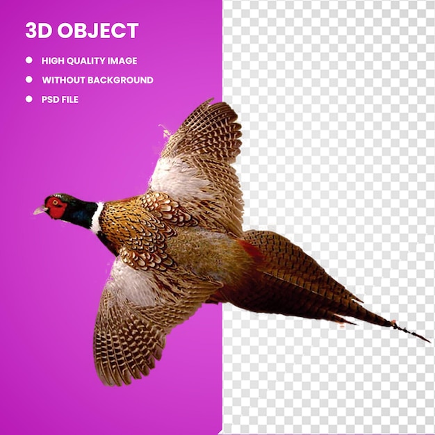 3d Ringhals Fasan Zeichnung Vogel Jagd Fliegender Fasan