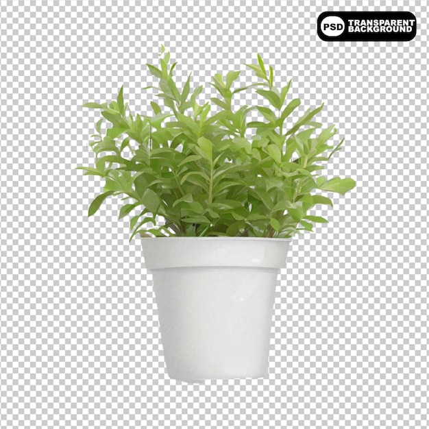 3d-Sukkulente Pflanze mit Topf-Mockup, isoliert auf durchsichtigem Hintergrund