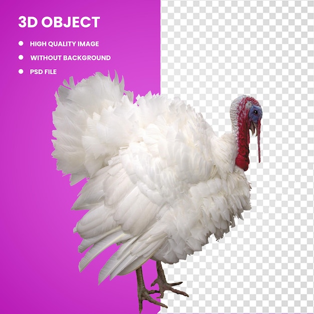 3d tacchino uccello pollo bianco