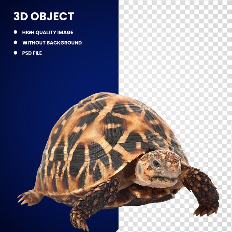 PSD 3d tartaruga estrela indiana tartaruga de pescoço listrado chinês tartaruga estrela birmanesa réptil