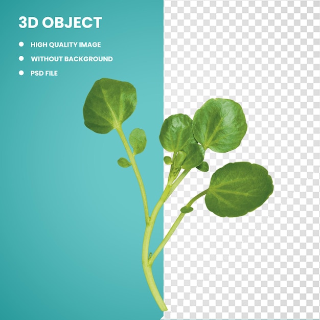 PSD 3d verts de printemps cresson légumes à feuilles herbe