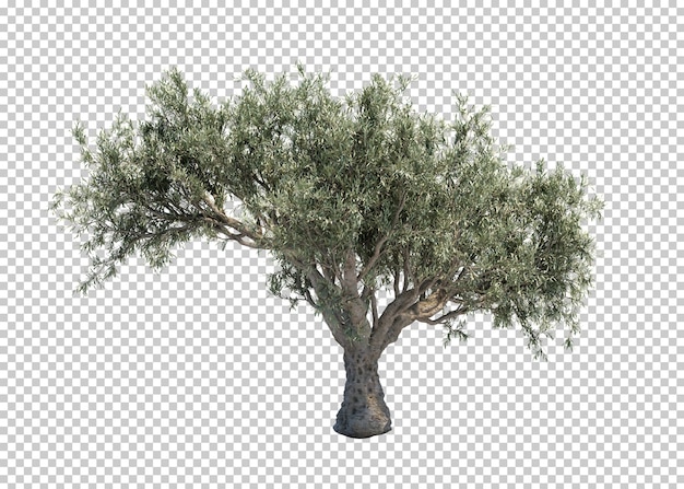 3D-Wiedergabe des Olivenbaums