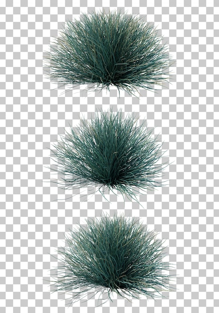 PSD 3d-wiedergabe von blauem festuca-gras