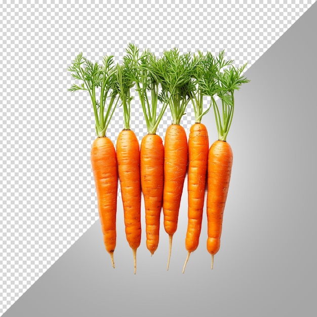 PSD 6 carottes isolées