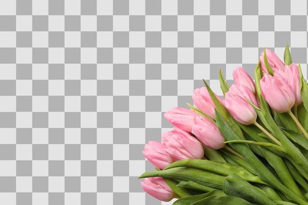 8 de março Dia Internacional da Mulher buquê de tulipas cor-de-rosa espaço para texto isolado em fundo branco PNG