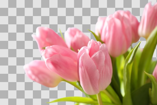 8 marzo, Giornata Internazionale della Donna, bouquet di tulipani rosa in primo piano su sfondo bianco PNG