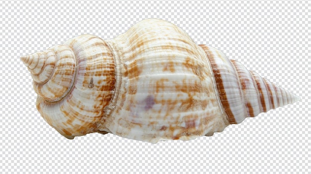 A Beautifully Smooth and Polished Seashell with an Intricate Spiral Shape Perfect for Coastalthemed Decor or Artistic Projects