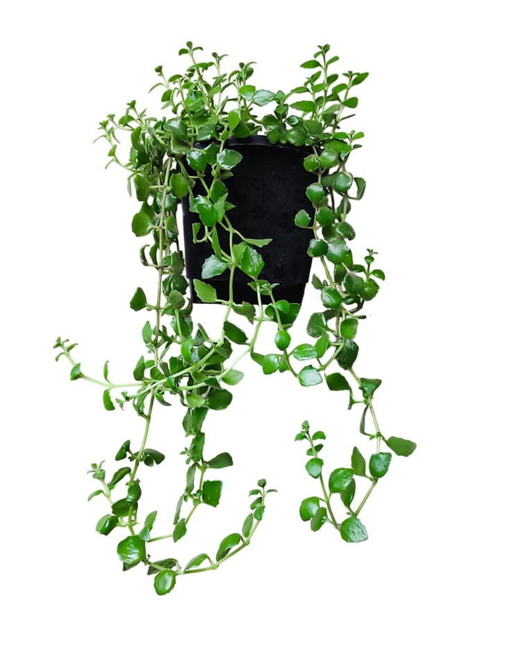 PSD a black pot with a plant hanging from it