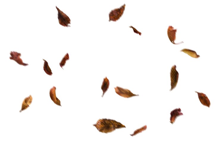 PSD a bunch of dry leaves that are falling from a white background