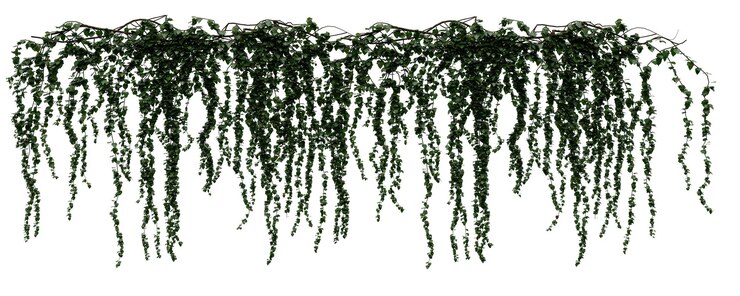 PSD a bunch of green ivy hanging from a white wall