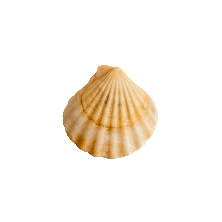 PSD a clam shell on a white isolated background