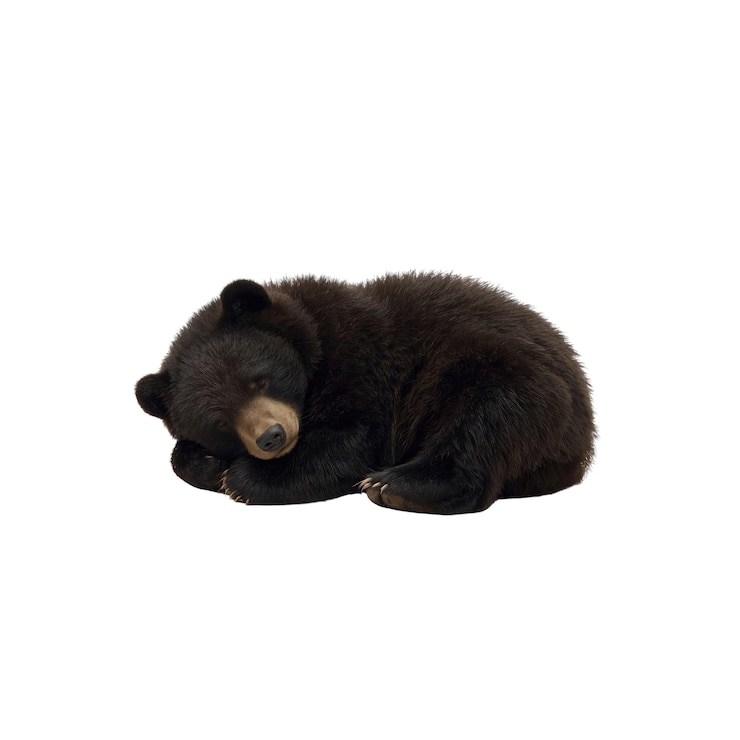 PSD a cute sleeping black bear cub