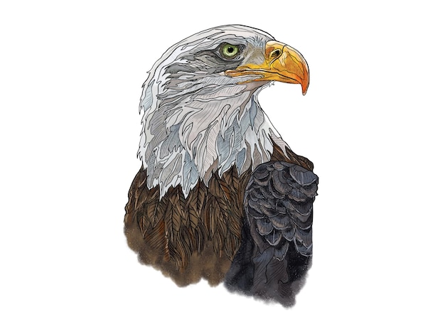 a drawing of a bald eagle with a white background