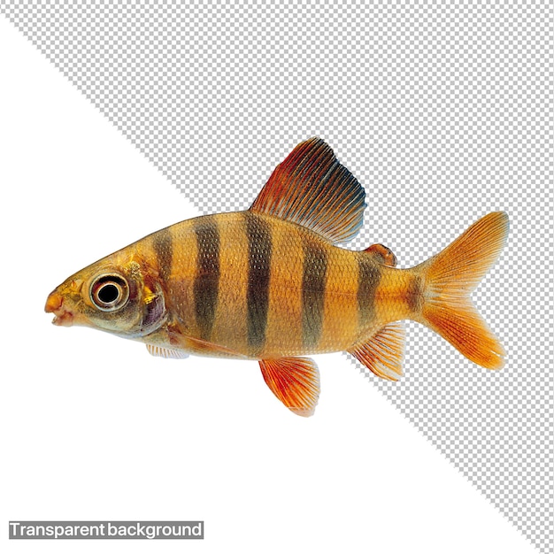 a fish that has the word flipper on it