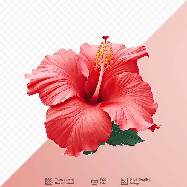 PSD a flor nacional da malásia é um hibisco vermelho
