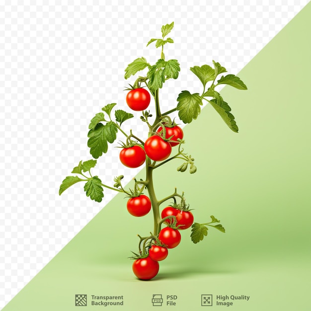 PSD a foto de uma planta com a foto de tomates cereja.