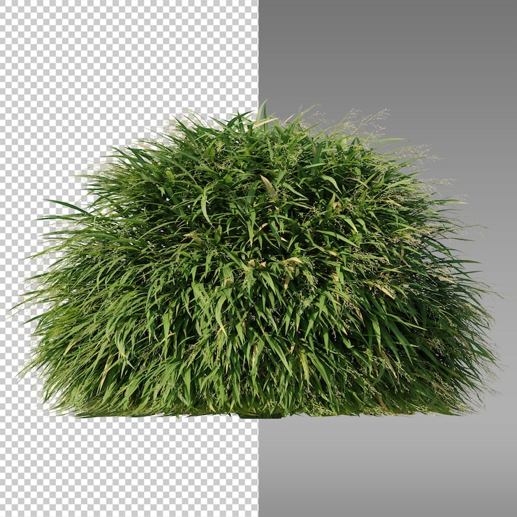 PSD a green plant with a white background and the bottom right corner