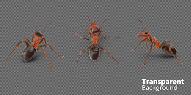 a group of ants are shown on a transparent background
