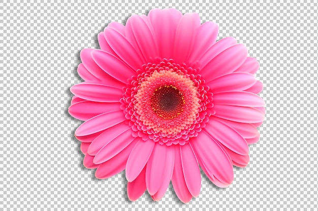 A margarida rosa da gerbera isolada sobre um fundo transparente