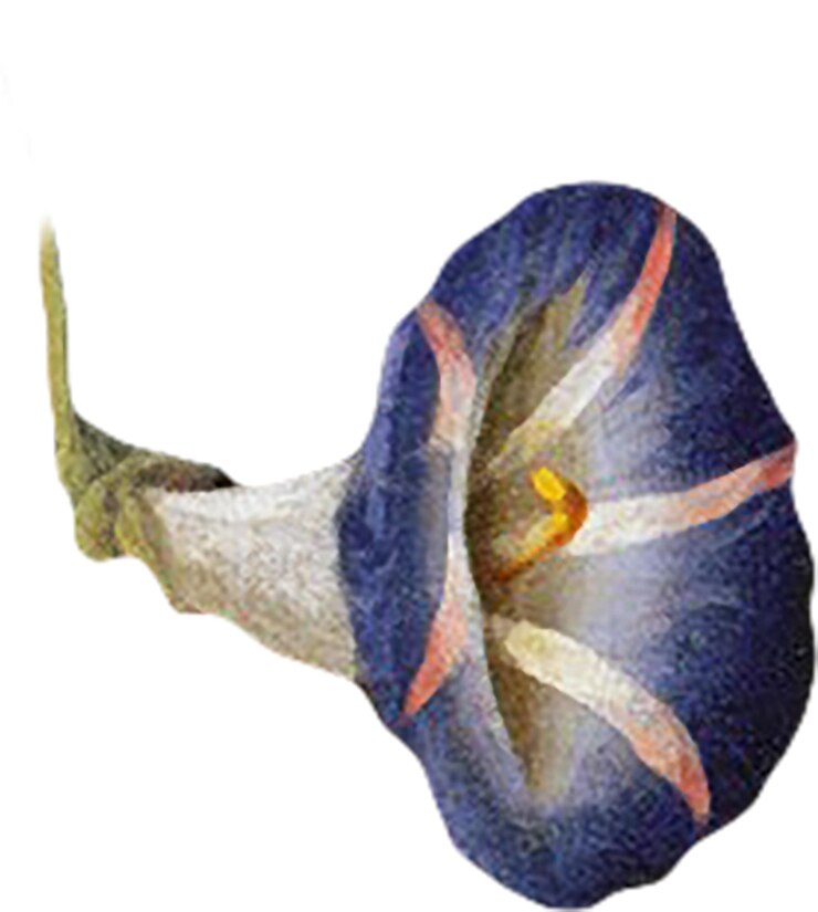 PSD a painting of a snail with a hat that says snail