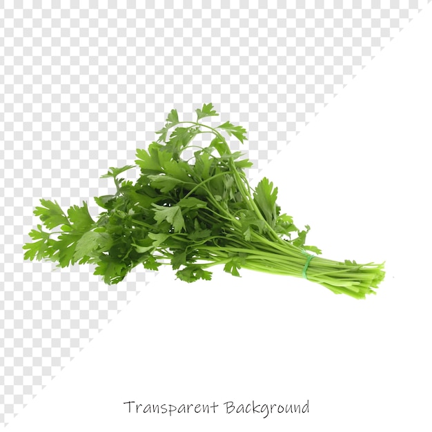 a picture of a green parsley and a white background