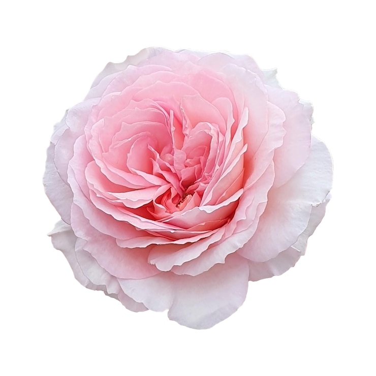A pink rose isolated jpg and psd file
