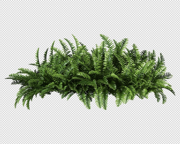 A plant with a fern border.