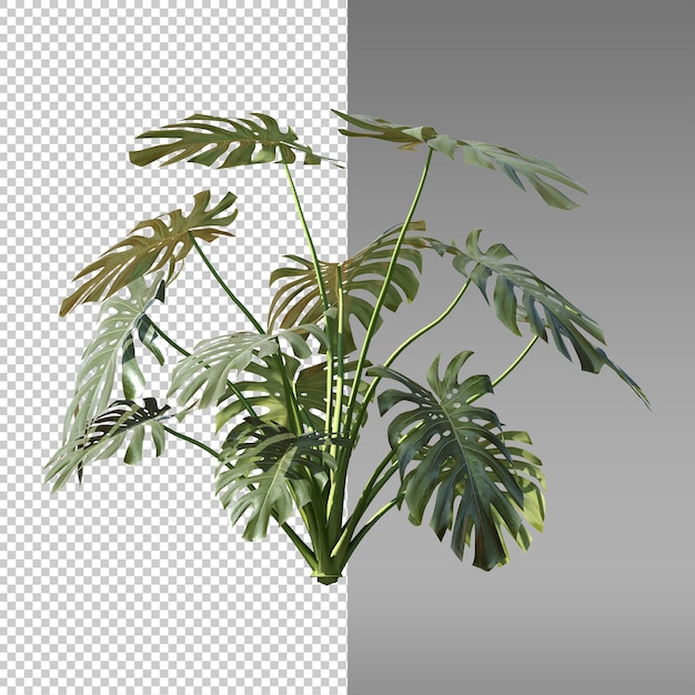 a plant with green leaves and a black background with a white background