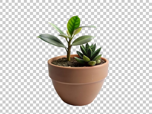 A planta de zamioculcas em um pote de barro envelhecido é isolada em fundo transparente