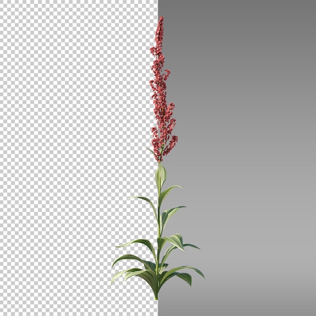 a red flower is standing against a gray background with a white background