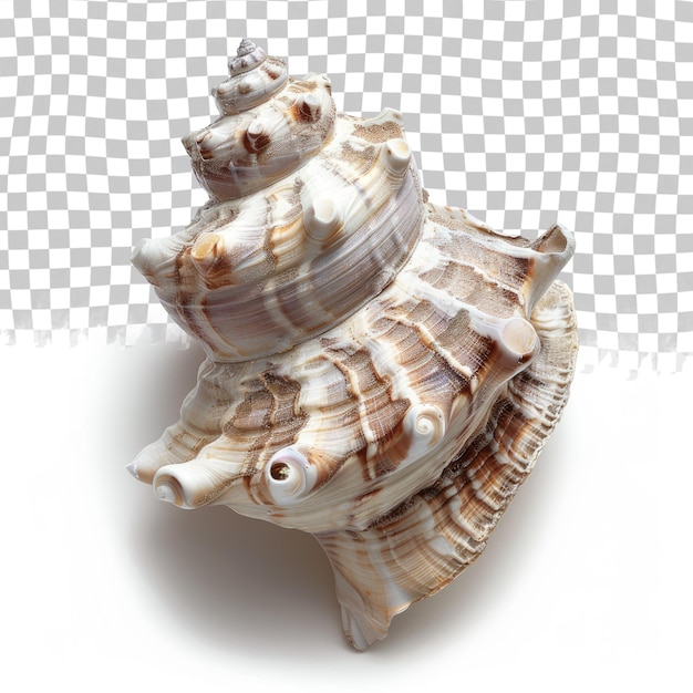 a seashell with a shell on a checkered background