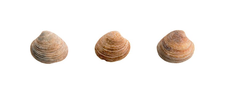 PSD a set of clam shells on a white isolated background
