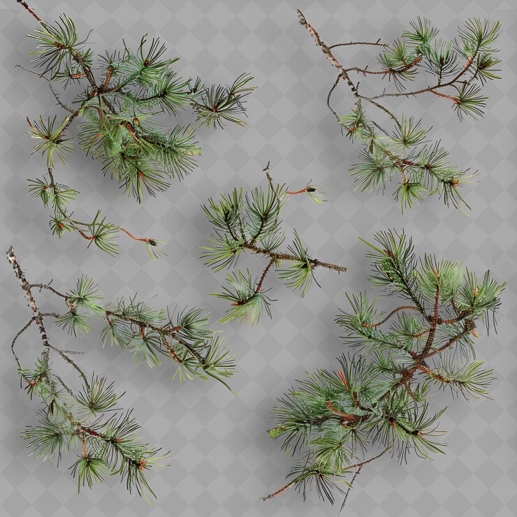 PSD a set of pine trees with a few needles