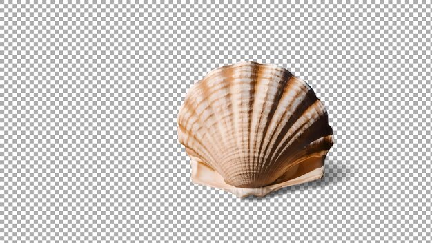 a shell on a transparent background with a shadow of a shell
