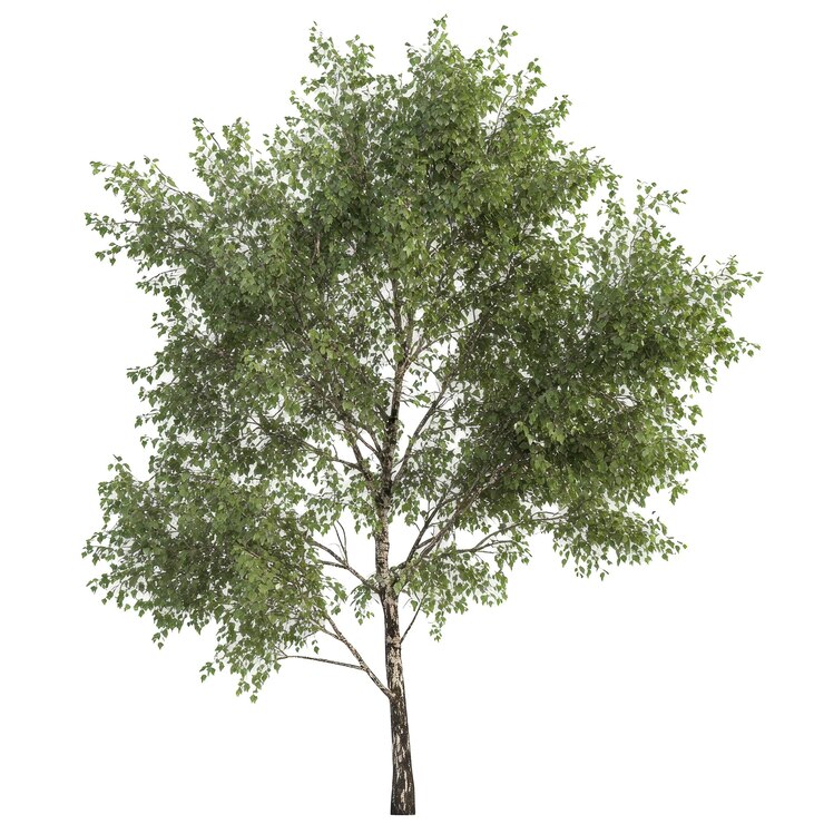 PSD a tree with green leaves and a white background