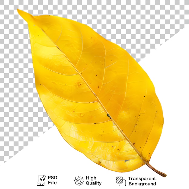 PSD a yellow leaf that is on a transparent background autumn season leaves