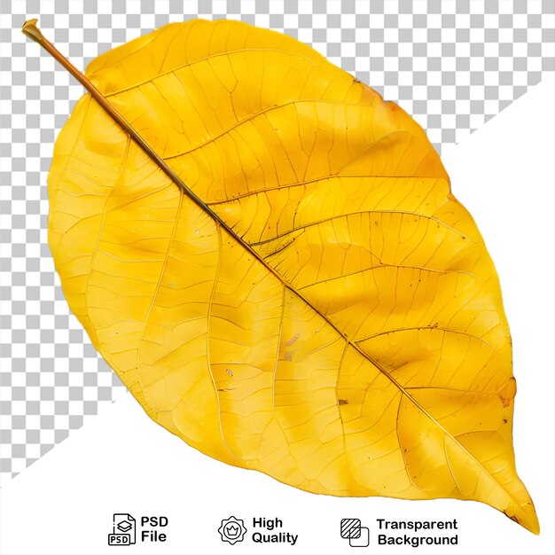 PSD a yellow leaf that is on a transparent background