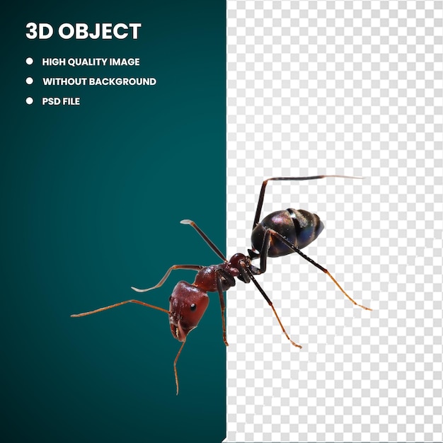 PSD abeille insecte fourmi 3d