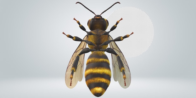 Abeille Isolée Sur Fond Transparent