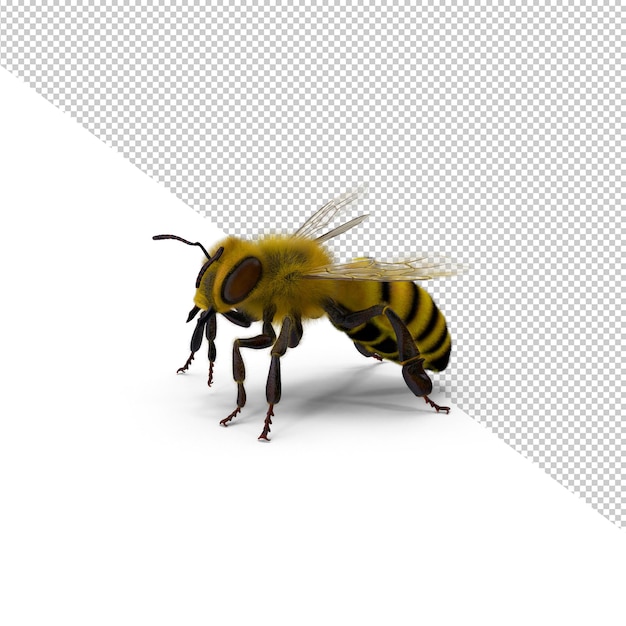 Abeille Png