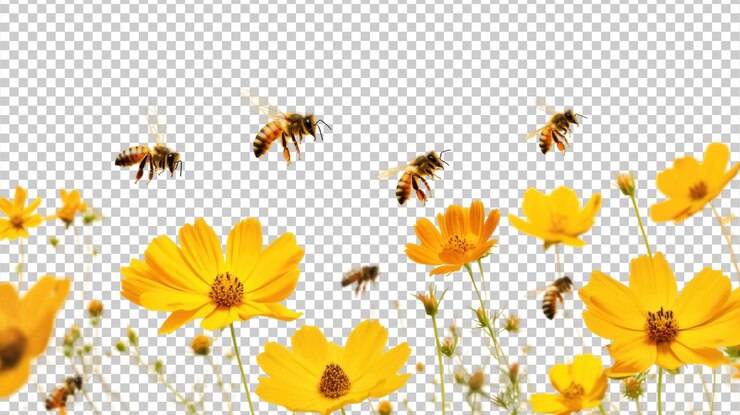 PSD las abejas polinizan las flores amarillas de primavera aisladas sobre un fondo transparente