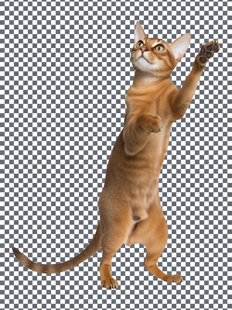 Abessinierkatze in Spiellaune isoliert auf transparentem Hintergrund
