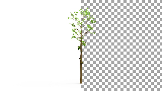 Abies alba tree com sombra renderização em 3d