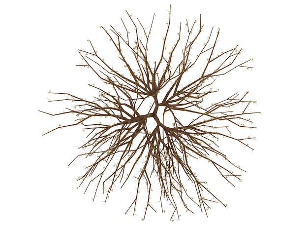 Abstract Rete di filiali Brown