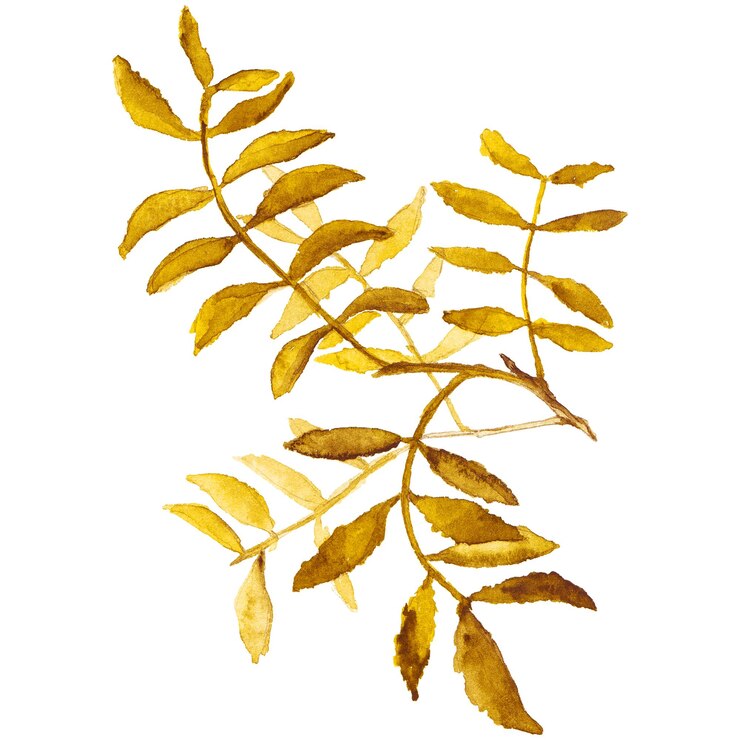 PSD abstract watercolor illustration of autumn leaves hand drawn nature design elements isolated on white background