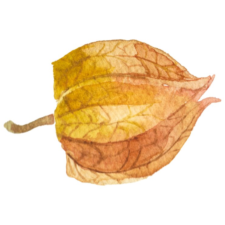 PSD abstract watercolor illustration of autumn physalis berries hand drawn nature design elements isolated on white background