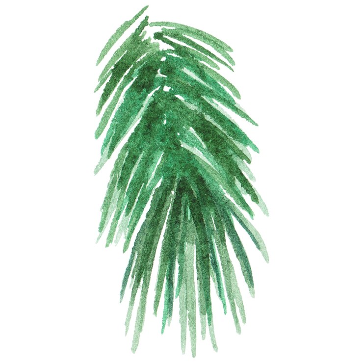 Abstract watercolor illustration of spruce needles Hand drawn nature design elements isolated on white background
