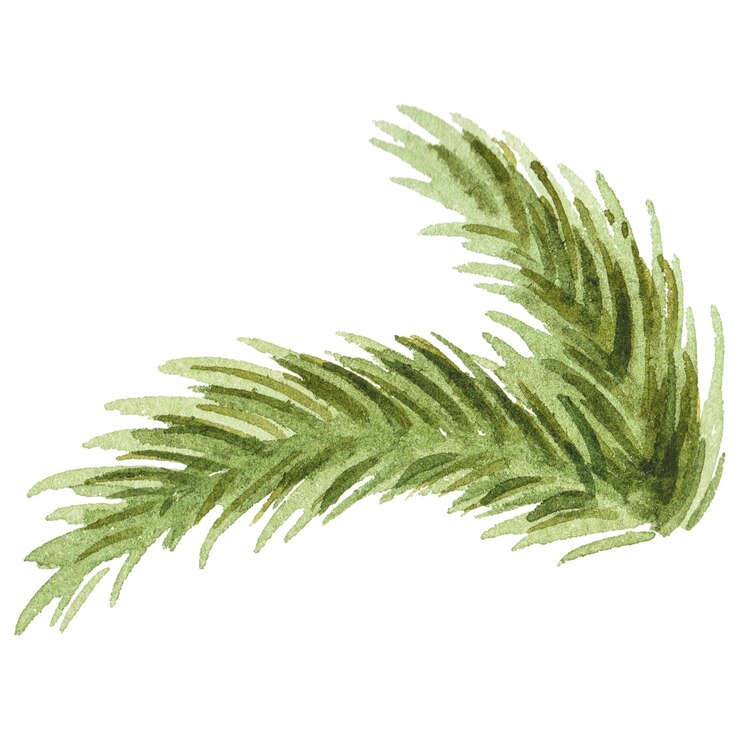 PSD abstract watercolor illustration of spruce needles hand drawn nature design elements isolated on white background