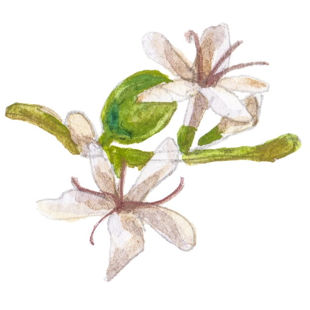 Abstrakte Aquarellillustration der Kaffeebaumblume Handgezeichnete Naturgestaltungselemente isoliert auf weißem Hintergrund