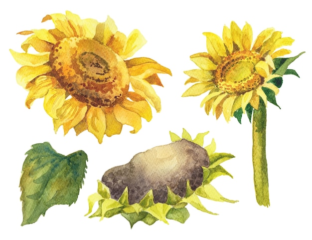 PSD abstrakte aquarellillustration der sonnenblume handgezeichnete naturgestaltungselemente isoliert auf weißem hintergrund